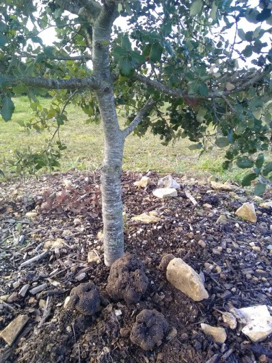 Location de vacances - Gîte à Sorges et Ligueux en Périgord - Chêne truffier