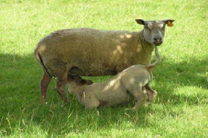 Location de vacances - Gîte à Landébia