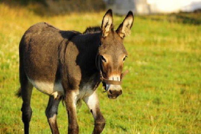 Location de vacances - Gîte à Landébia