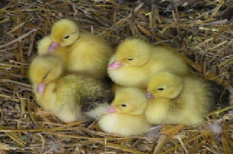 Location de vacances - Gîte à Landébia