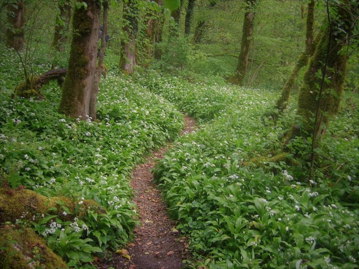 Location de vacances - Chalet à Goumois
