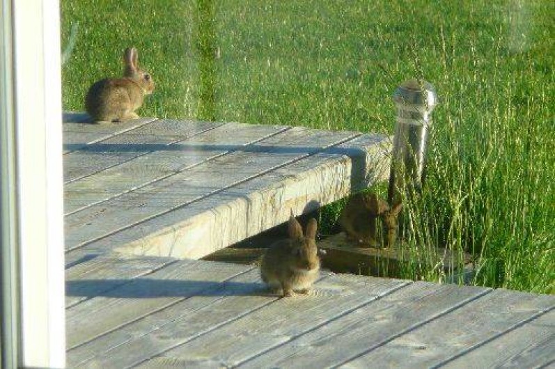 Location de vacances - Gîte à Salles-Curan