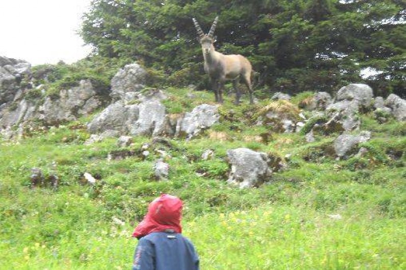 Location de vacances - Chalet à Mont-Saxonnex