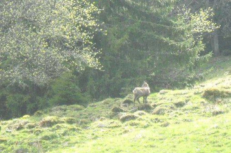 Location de vacances - Chalet à Mont-Saxonnex