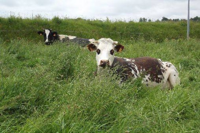 Location de vacances - Gîte à Saint-Cyr-du-Bailleul