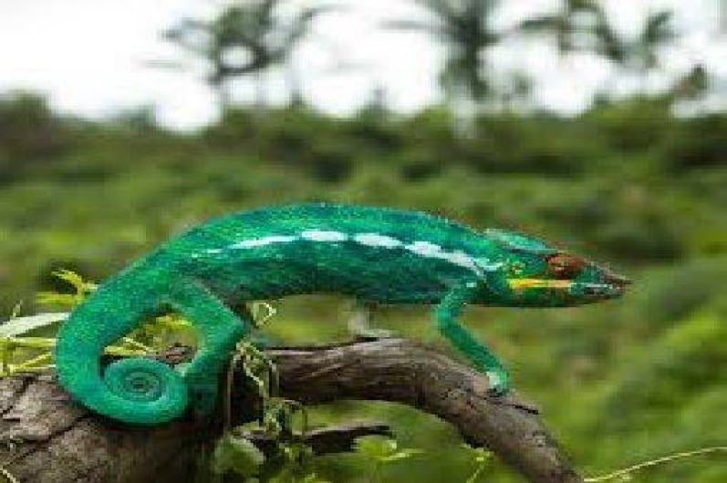 Location de vacances - Bungalow - Mobilhome à Vincendo