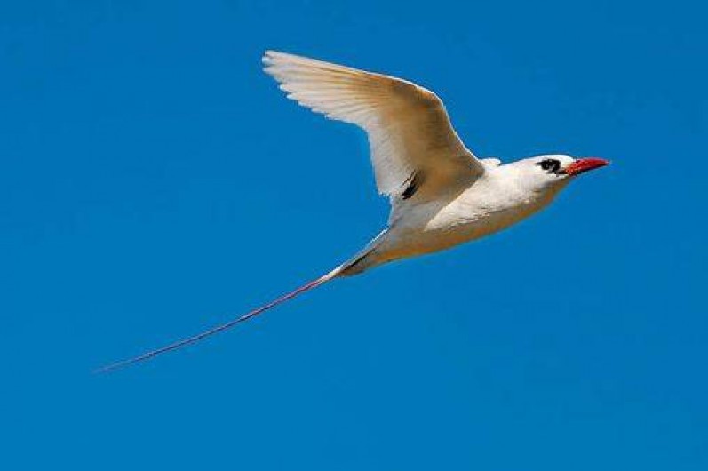 Location de vacances - Bungalow - Mobilhome à Vincendo