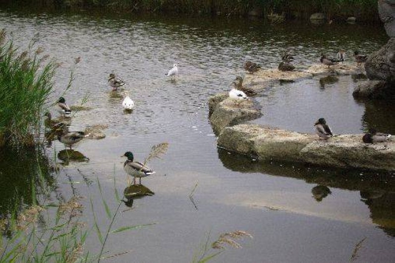 Location de vacances - Camping à Agde
