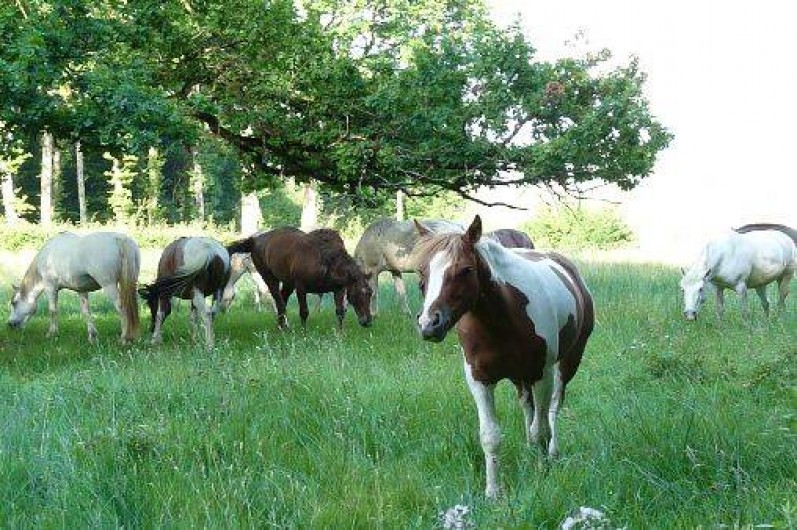 Location de vacances - Maison - Villa à Martigny-le-Comte