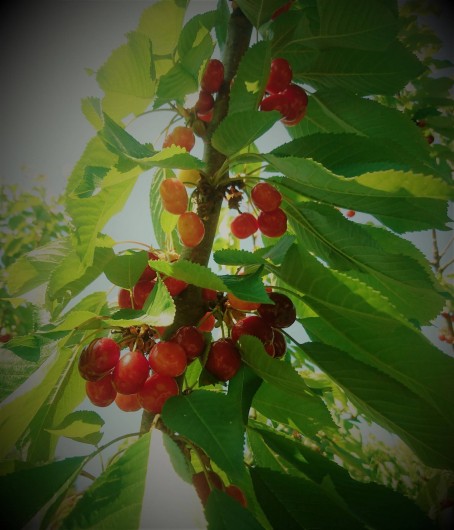 Location de vacances - Gîte à Orgon - Le logement s'appelle "le cerisier"