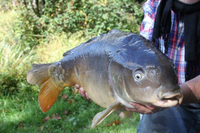 Location de vacances - Chalet à Miallet - une carpe cuir