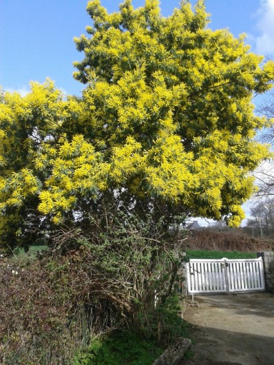 Location de vacances - Gîte à Erdeven - nos mimosas en hiver
