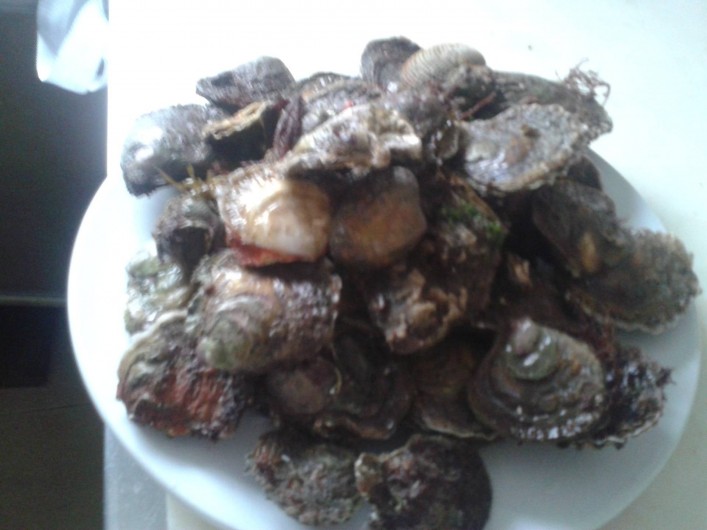 Location de vacances - Gîte à Erdeven - par 1 journee de pêche à pieds