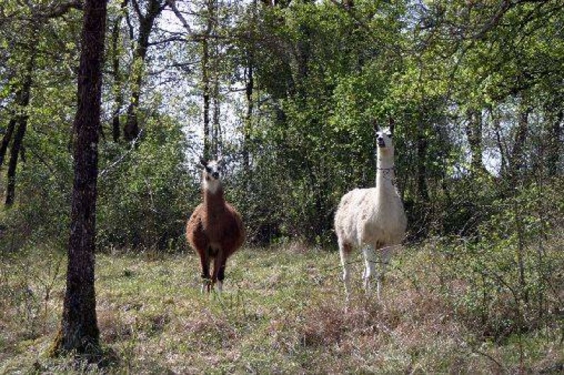 Location de vacances - Gîte à Saint-Chamarand