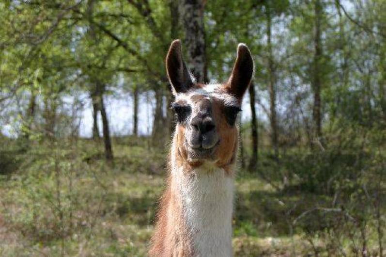 Location de vacances - Gîte à Saint-Chamarand