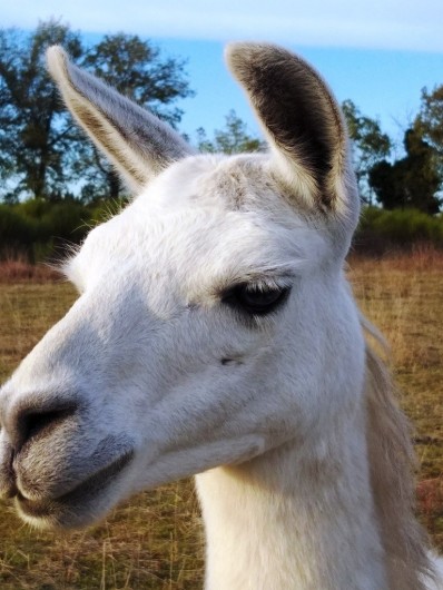 Location de vacances - Gîte à Labastide-de-Penne - Nougatine