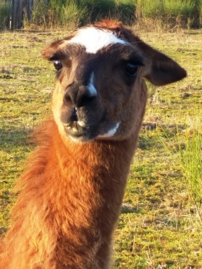 Location de vacances - Gîte à Labastide-de-Penne - Pichu