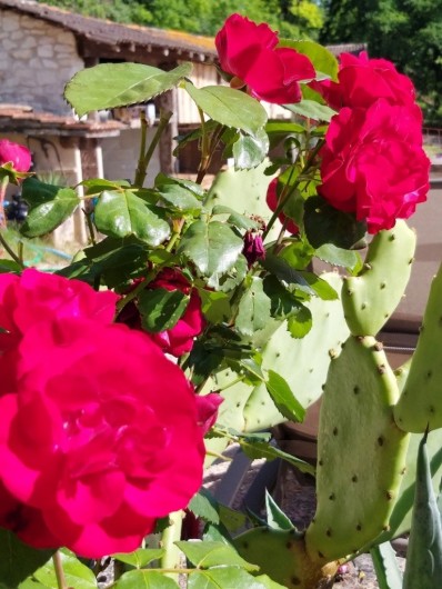 Location de vacances - Gîte à Labastide-de-Penne - extérieur