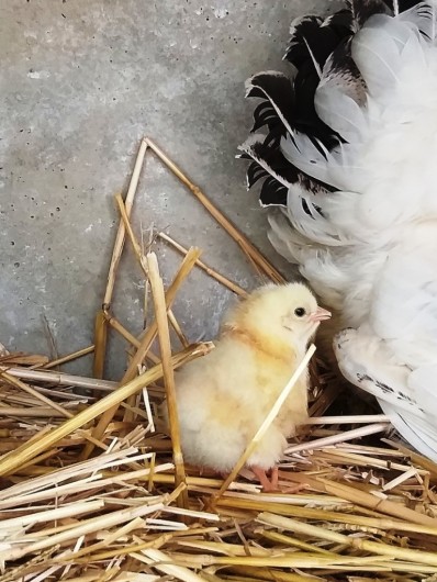Location de vacances - Gîte à Labastide-de-Penne - poussin