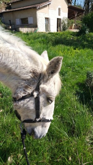 Location de vacances - Gîte à Labastide-de-Penne - Emeraude
