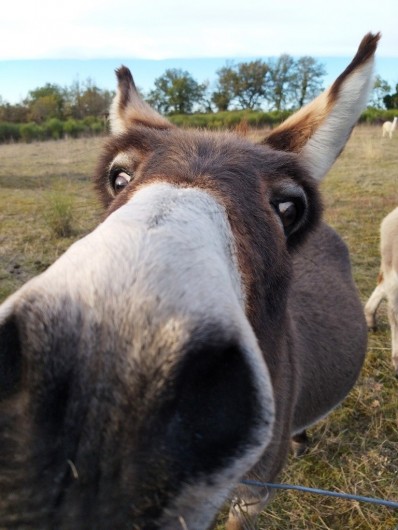 Location de vacances - Gîte à Labastide-de-Penne - Aneth