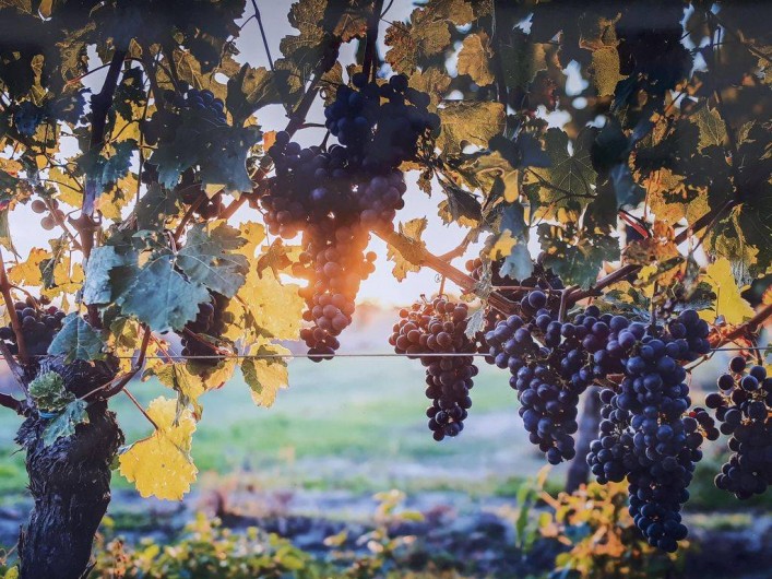 Location de vacances - Chambre d'hôtes à Montlouis-sur-Loire