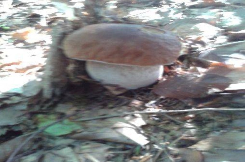 Location de vacances - Gîte à Saint-Julien-des-Chazes