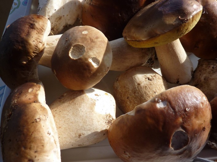Location de vacances - Studio à Le Lioran - automne dans nos forêts