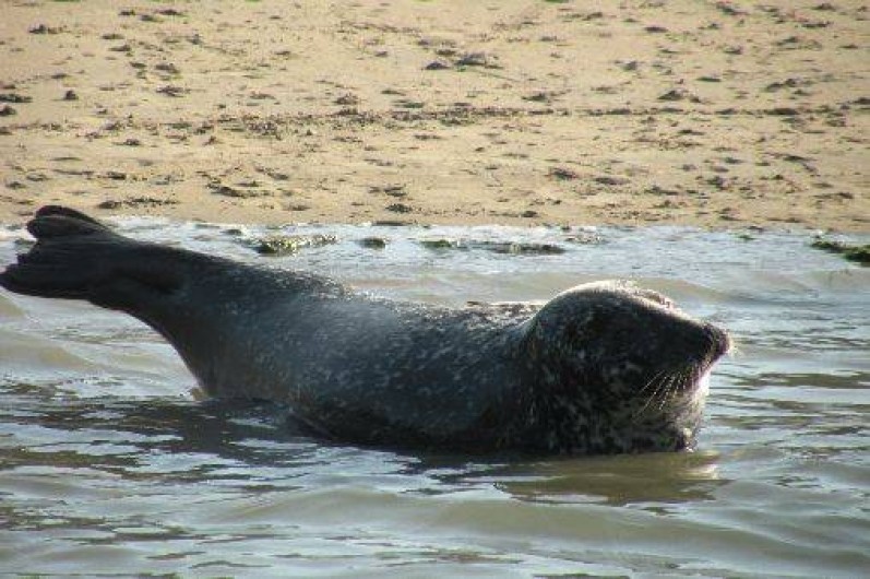 Location de vacances - Maison - Villa à Plouër-sur-Rance - veau marin résidant dans la Rance