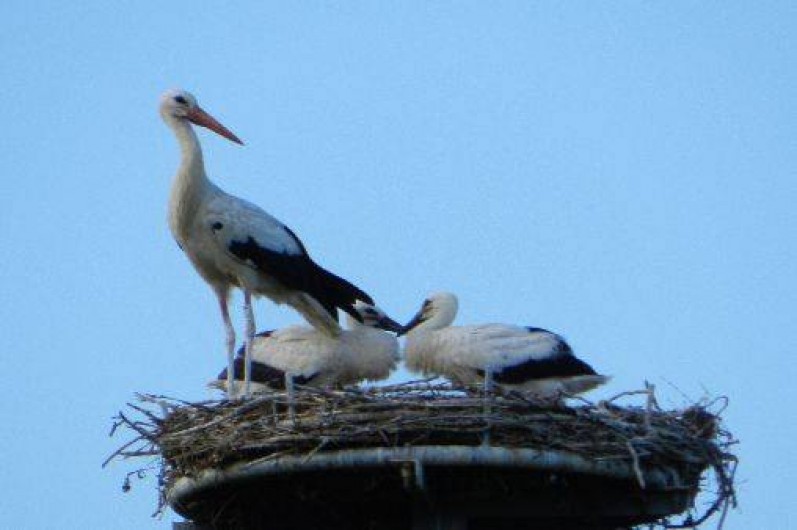 Location de vacances - Gîte à Bosselshausen