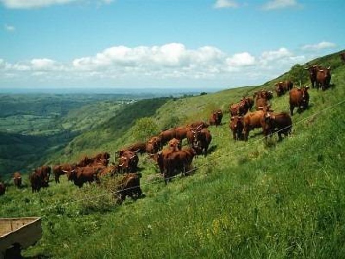 Location de vacances - Gîte à Loupiac