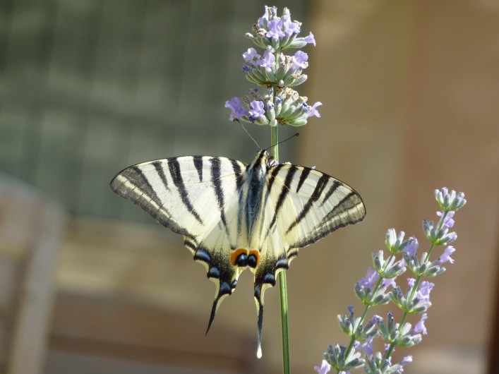 Location de vacances - Gîte à Rognes