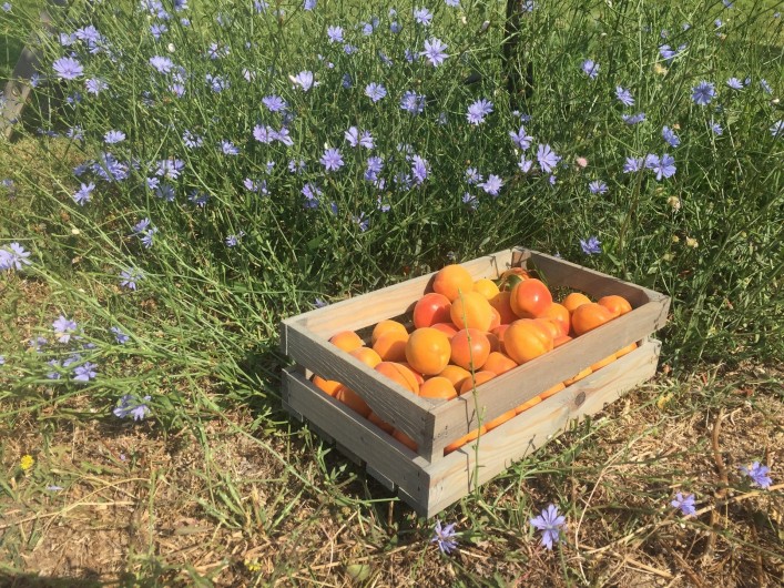 Location de vacances - Gîte à Rognes