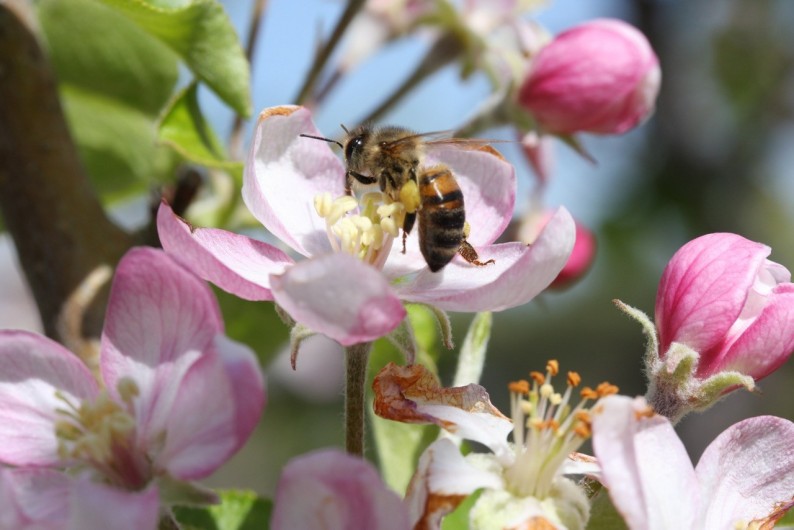 Location de vacances - Gîte à Rognes