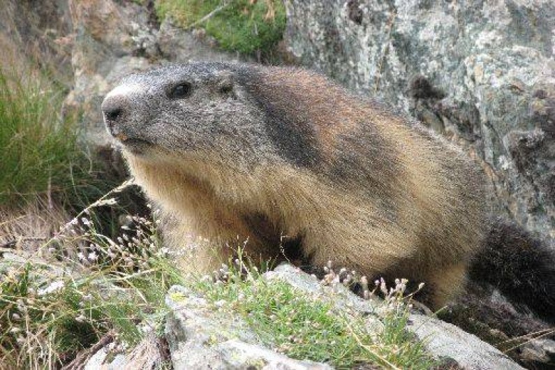 Location de vacances - Appartement à Puy-Saint-Vincent