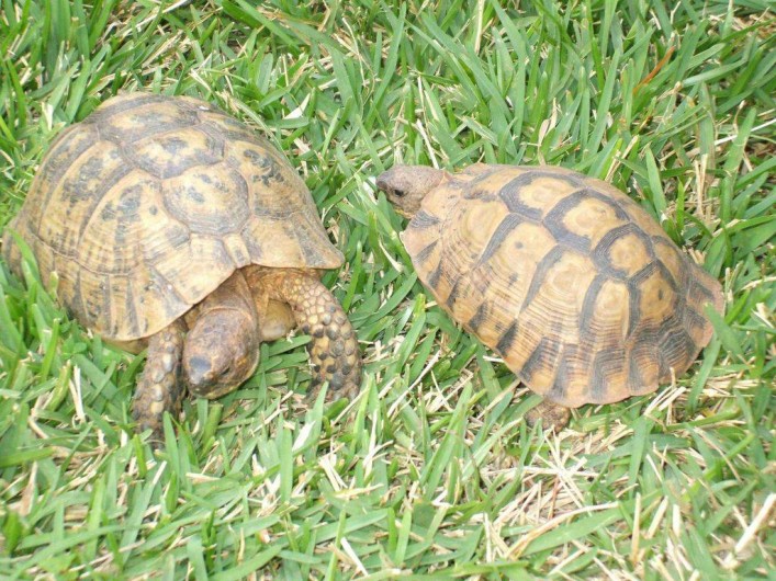 Location de vacances - Villa à El Jadida - Les habitantes du jardin