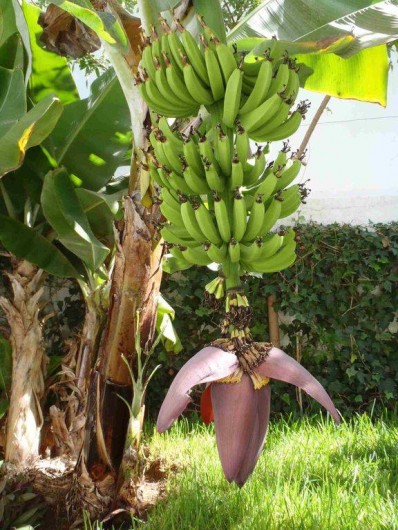 Location de vacances - Villa à El Jadida - Le bananier du jardin