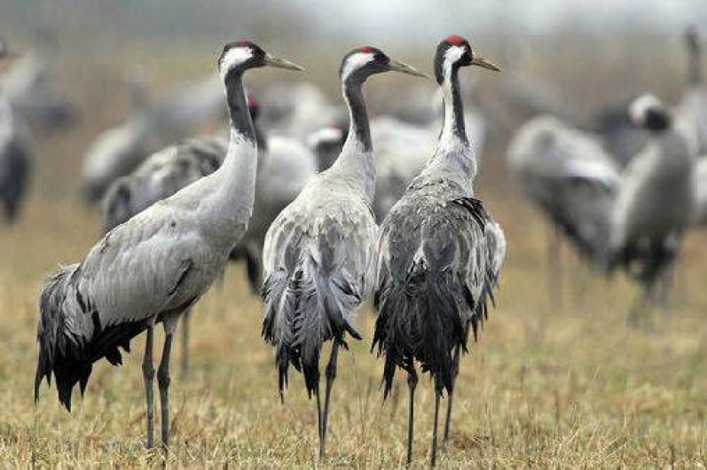Location de vacances - Gîte à Puellemontier