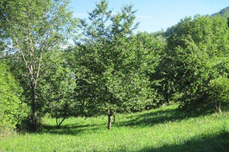 Location de vacances - Maison - Villa à Arrien-en-Bethmale - Le verger l'été.