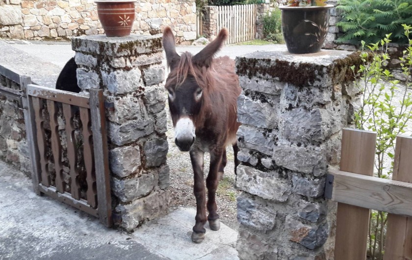 Location de vacances - Maison - Villa à Arrien-en-Bethmale - La visite de Franklin.