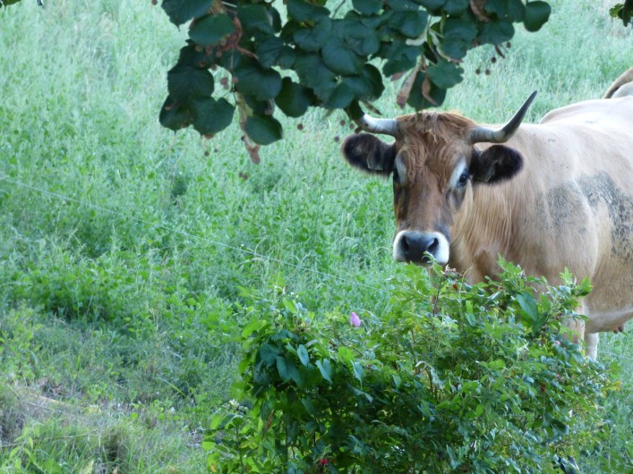 Location de vacances - Chambre d'hôtes à Colombies - une vache de race Aubrac peut vous regarder !