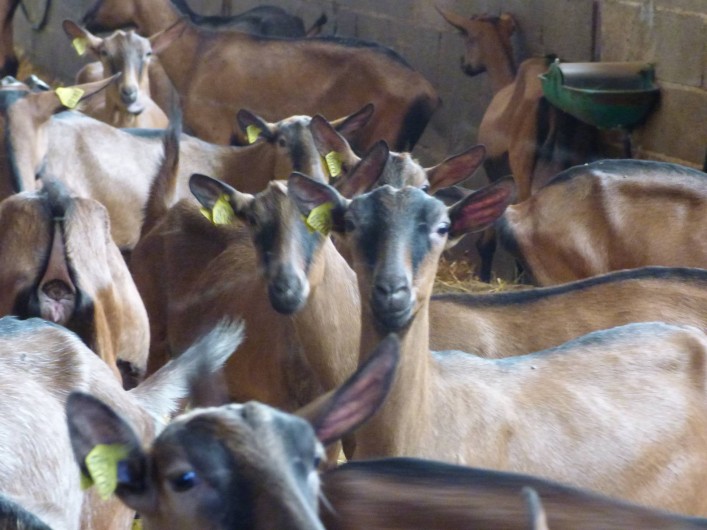 Location de vacances - Chambre d'hôtes à Colombies - des chèvres de race alpine vous dévisagent !