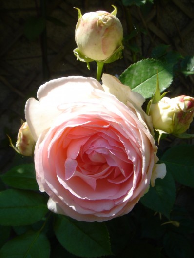 Location de vacances - Maison - Villa à Villard-de-Lans - Rose du jardin