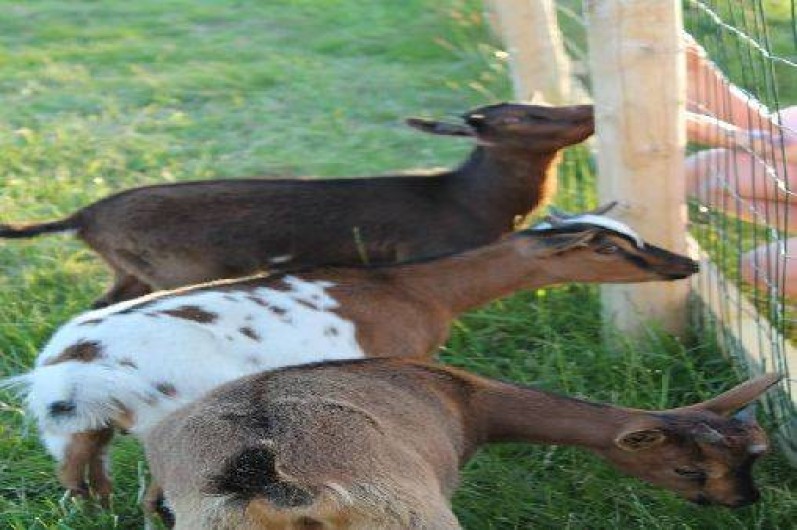 Location de vacances - Maison - Villa à Plouhinec