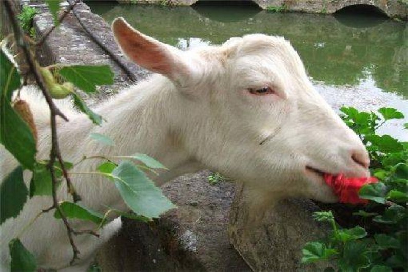 Location de vacances - Château - Manoir à Écommoy