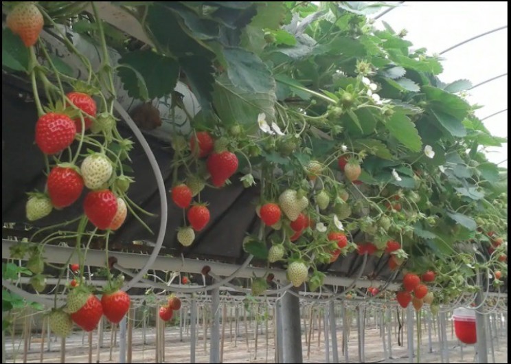 Location de vacances - Gîte à Wierre-Effroy