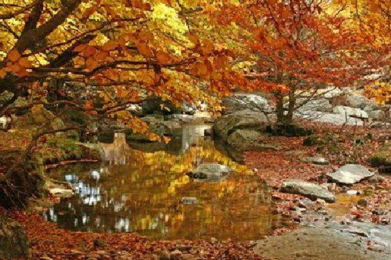 Location de vacances - Gîte à Le Pont-de-Montvert - Forêt