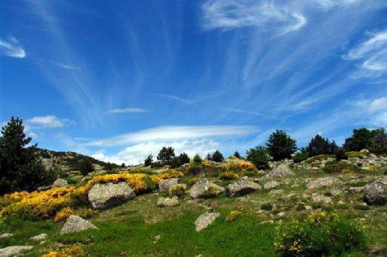 Location de vacances - Gîte à Le Pont-de-Montvert - Nature