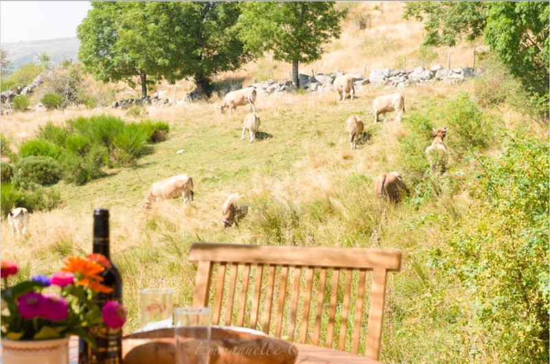 Location de vacances - Gîte à Le Pont-de-Montvert - Vue des chalets