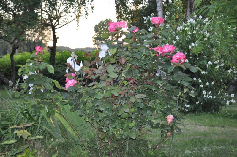 Location de vacances - Chambre d'hôtes à Mont-Dol - jardin